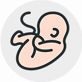 human_Embryo