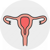 human_Uterus