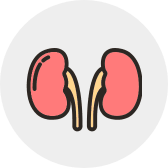 human_Kidney